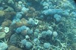 Terumbu Karang di Pantai Pink Flores, Juara!