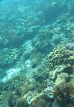 Terumbu Karang di Pantai Pink Flores, Juara!