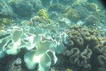 Terumbu Karang di Pantai Pink Flores, Juara!