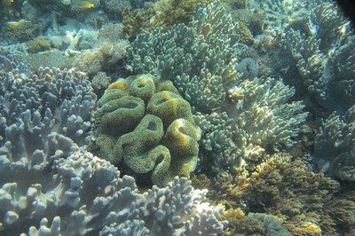 Terumbu Karang di Pantai Pink Flores, Juara!