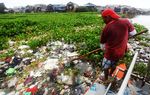 Eceng Gondok di Waduk Pluit Dibersihkan