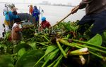Eceng Gondok di Waduk Pluit Dibersihkan