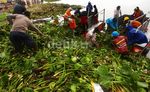 Eceng Gondok di Waduk Pluit Dibersihkan