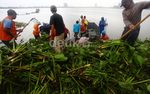 Eceng Gondok di Waduk Pluit Dibersihkan