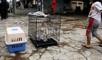 Sejumlah hewan peliharaan dievakuasi. Lamhot Aritonang/detikFoto.