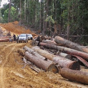 Ini Proses Membuat Kayu Menjadi Legal