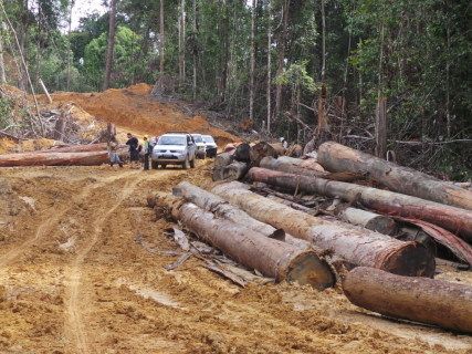 Ini Proses Membuat Kayu Menjadi Legal