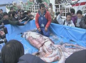 Astaga! Cumi-cumi Raksasa Terdampar di Pesisir Jepang