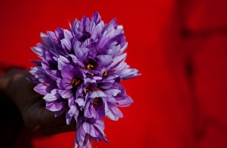 Biji Wijen dan Wasabi Tumbuh dengan Cara Unik untuk Hasilkan Biji dan Umbi (2)