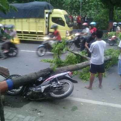 Angin Kencang Tumbangkan Pohon, Seorang Pengendara Luka