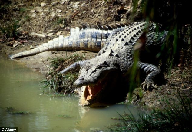 Kisah Buaya Pemakan Anak-anak di Australia