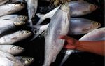 Jelang Imlek Ikan Bandeng Mulai Diburu Warga