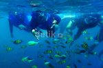 Melihat Keindahan Bawah Laut Pulau Pari