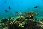 Melihat Keindahan Bawah Laut Pulau Pari