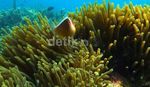 Melihat Keindahan Bawah Laut Pulau Pari