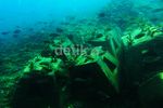 Melihat Keindahan Bawah Laut Pulau Pari