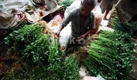 Meski demikian, ada sejumlah jenis sayuran yang harganya turun di musim penghujan ini, yaitu bawang merah.