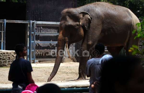 Satwa di TMR Ragunan Libur Tiap Senin