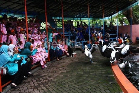 Ada Satwa Cacat, Banyak Juga Kandang Rusak di KBS