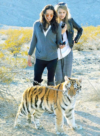 Lagi-lagi mereka terlihat bersama saat liburan ke Nevada. Cara dan Michelle mendatangi Big Cat Encounters Ranch, sebuah peternakan harimau. Kini, keduanya seolah tidak bisa dipisahkan karena kemana-mana selalu bersama. Kedekatan kedua bintang tersebut baru bermula awal tahun ini.