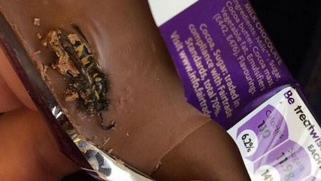 Hiii...! Mahasiswa Inggris Temukan Tawon di dalam Cokelat