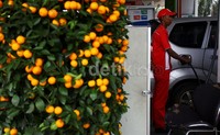 Ada juga pohon dengan banyak buah jeruk Mandarin.
