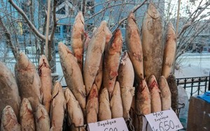 Beginilah Cara Membuat Stroganina, Sashimi Ikan Beku Mentah Khas Rusia