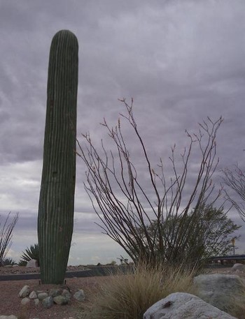 Kaktus? Bukan, ini adalah sebuah BTS yang dipasang di Arizona. (kredit foto: twistedsifter)