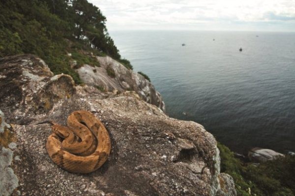 Hati-hati! Ini 6 Pulau Paling Berbahaya di Dunia