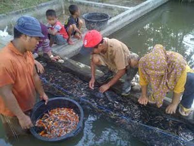 Peternak Ikan Koi Banjir Order Saat Imlek