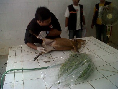 Seekor Kijang Koleksi KBS Mati