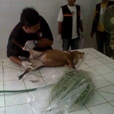 Seekor Kijang Koleksi KBS Mati