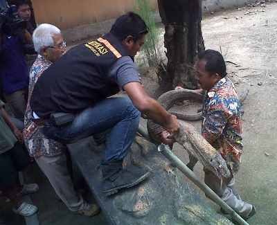Komodo di KBS Mati dalam Kondisi Lidah Terjulur
