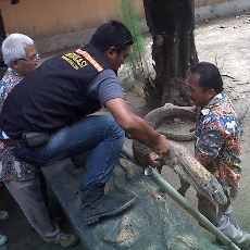 Komodo di KBS Mati dalam Kondisi Lidah Terjulur