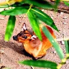 Sebelum Mati, Rusa Bawean KBS Diduga Sempat Stres