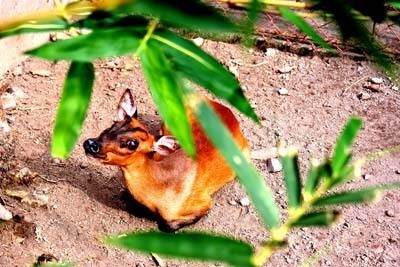 Sebelum Mati, Rusa Bawean KBS Diduga Sempat Stres