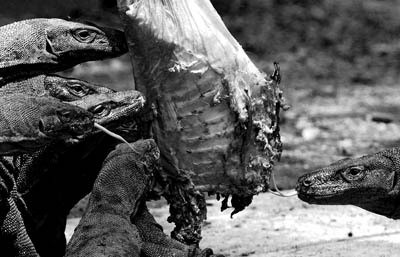 Lagi Satwa Koleksi KBS Mati, Kali Ini Seekor Komodo