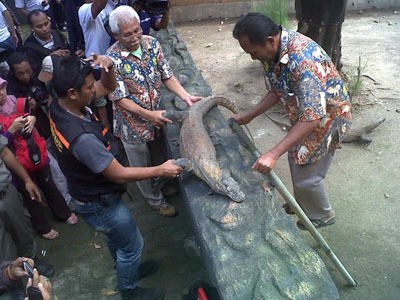 Ini Jadwal dan Menu Makan Komodo Anakan dan Dewasa di KBS