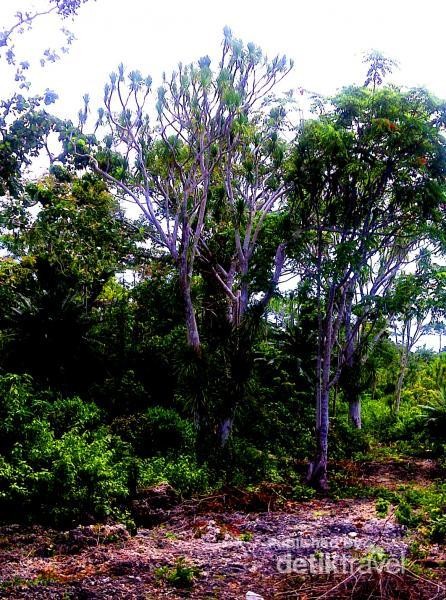 Toronipa, Pantai Indah dari Sulawesi Tenggara