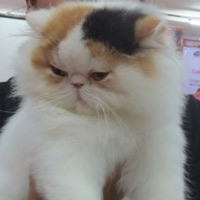 Dirikan Gerakan Peduli Kucing, Qori Soelaiman Selamatkan Kucing Terlantar