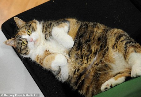 Kucing Ini Obesitas Gara-Gara Hobi Makan Es Krim, Keju, dan Cokelat