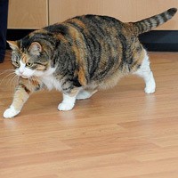 Kucing Ini Obesitas Gara-Gara Hobi Makan Es Krim, Keju, dan Cokelat