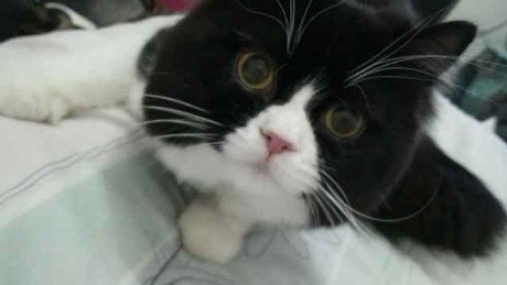 Punya Kucing, Jangan Takut Tak Bisa Punya Anak