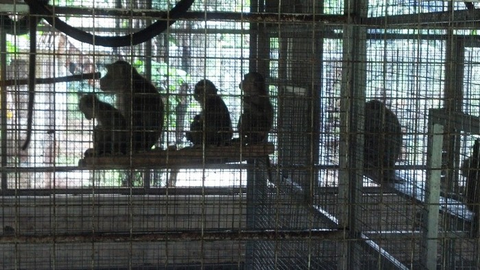 Ragunan Minta Label Sehat Sarimin, JAAN: Mereka Tak Berpenyakit!