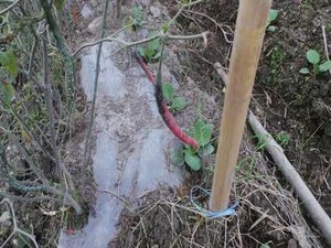 Akibat Erupsi Sinabung, Ladang Kopi 2 Hektar Milik Petani Gagal Panen