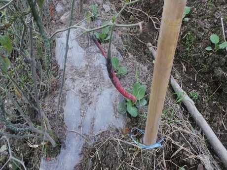 Akibat Erupsi Sinabung, Ladang Kopi 2 Hektar Milik Petani Gagal Panen