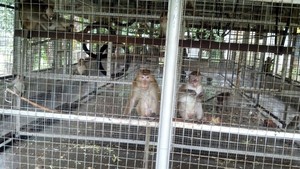 Setelah Ditolak Ragunan, Bagaimana Nasib Sarimin ke Depan?