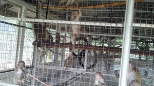 Ini Kondisi Sarimin Hasil Razia yang Ditolak Ragunan