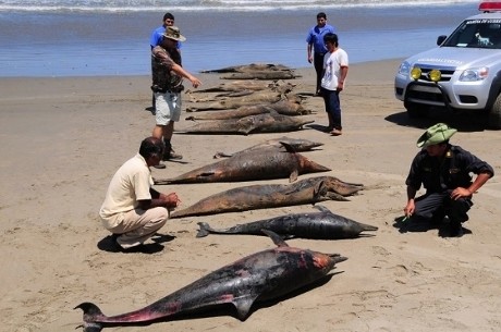 Duh! Lebih dari 400 Ekor Lumba-lumba Ditemukan Mati di Pantai Peru