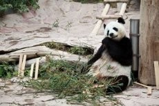 Duh! Panda Raksasa di Kebun Binatang Thailand Keguguran